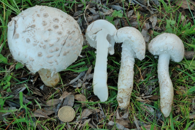 Amanita vittadinii